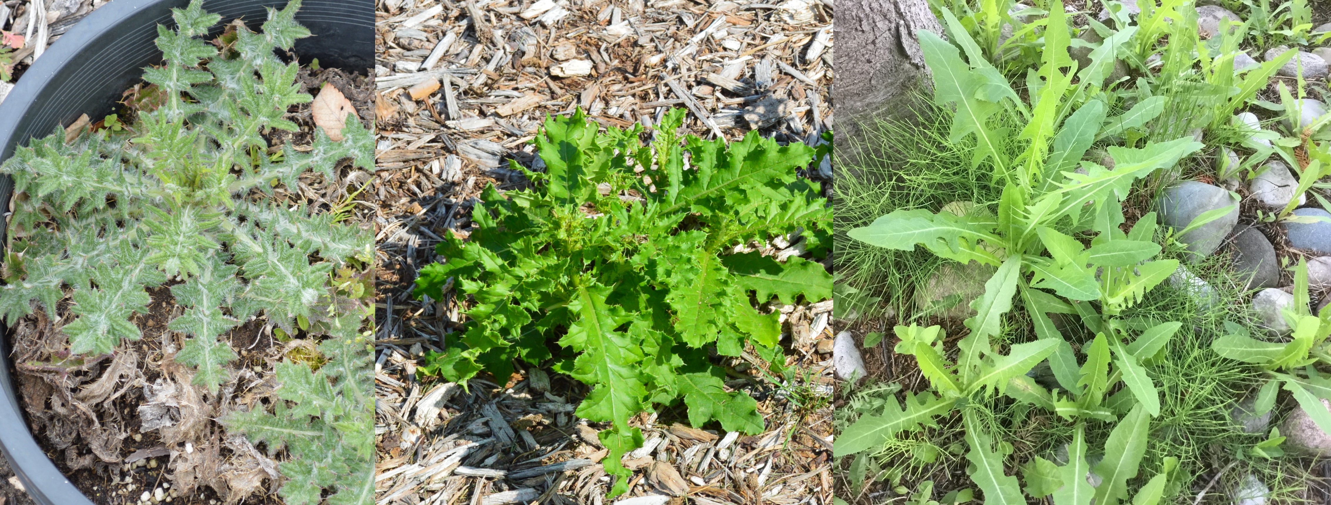 Figure 2- Three Thistles 2023 ECH.jpg